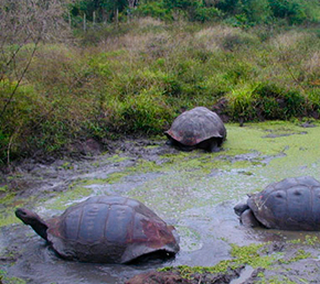 El Chato reserve Archipel ATC Cruises Galapagos Islands Ecuador