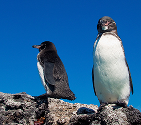 oniric-cruises-espinoza-galapagos