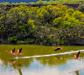 moreno-point-treasure-oniric-Cruises-Galapagos-Islands-Ecuador