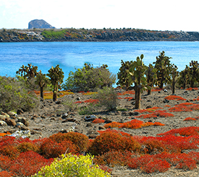 South Plaza Oniric Cruises Galapagos Islands Ecuador