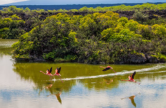 once-in-a-lifetime-naturalist-cruise