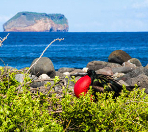 North Seymour Oniric Cruises Galapagos Islands Ecuador